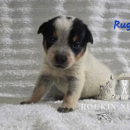 Ruger - Blue male Australian Cattle Dog puppy in Silsbee, Texas from Rockin ND Ranch