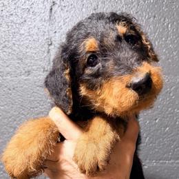 Pink aka Martin - Black and tan male Airedale Terrier puppy in Mooresville, North Carolina from Farm 55