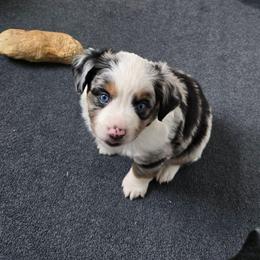 Arctic - Blue merle male Miniature Australian Shepherd puppy in Danville, Indiana from Wingler Acres Mini Aussies