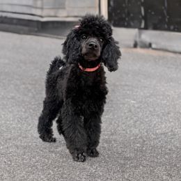 Rose - Phantom female Poodle puppy in Plainfield, New Jersey from Caris Paws Poodles and Doodles
