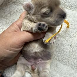 Bliss - Apricot female Maltipoo puppy in Fredericktown, Missouri from Doodle Pups Fur-Ever