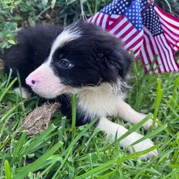 Luke - Black and white male Border Collie puppy in Winnsboro, Texas from Pecan Grove Pups