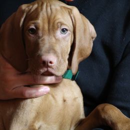 Vizsla Puppies from Marwin Vizslas