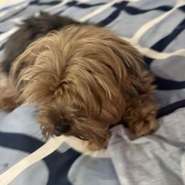 Babygirl - Yorkshire Terrier