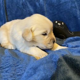 Boy 1 - Golden Golden Retriever puppy in Lexington, Kentucky from ShimGold Golden Retrievers