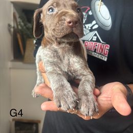 Girl. 4 - Liver roan female German Shorthaired Pointer puppy in Morriston, Florida from Golden Pointers