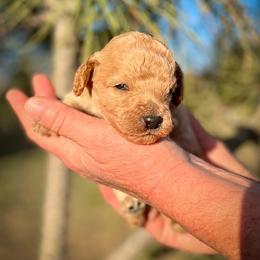 Sunflower - Red  male Poodle puppy in Peyton, Colorado from Fuzzybottoms Ranch LLC