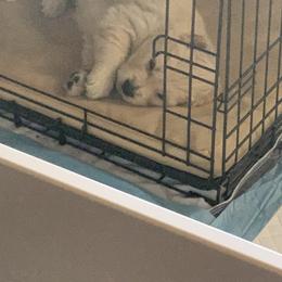 Golden Retriever Puppies from Daniel Ranch Golden Retrievers