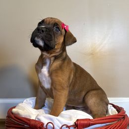 Honey - Fawn female Boxer puppy in Garland, North Carolina from Magen's Boxers