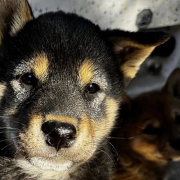 Shiba Inu from Little Furry Tails
