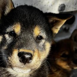 Shiba Inu from Little Furry Tails