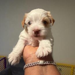 Parti - Parti male Yorkshire Terrier puppy in Richmond, Virginia from Kizzie's Yorkies