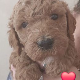 Red Collar Male - Apricot male Goldendoodle puppy in Robstown, Texas from Sagebrush Labradors and Doodles