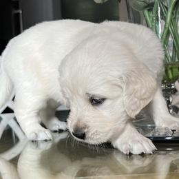 Girl 2 - Golden Retriever puppy from Golden Hearts Ranch English Cream Retrievers
