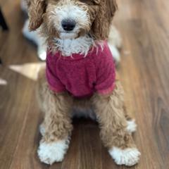 Australian Labradoodle, Double Doodle, Goldendoodle, and Labradoodle Puppies from Lake Mountain Doodle