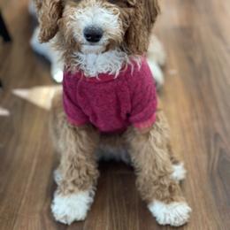 Australian Labradoodle, Double Doodle, Goldendoodle, and Labradoodle Puppies from Lake Mountain Doodle
