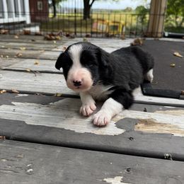 Border Collie Puppies from Ferry Hill Farm