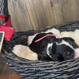 Vixen - Tri-color female Bernedoodle puppy in New Market, Virginia from Frosty & Ginger Co Home of Doodles