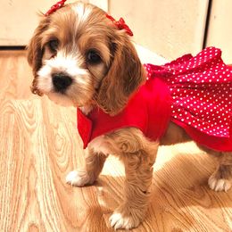 Cockapoo Puppies from Daysi's Puppies