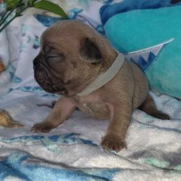 French Bulldog Puppies from Great White French Bulldogs