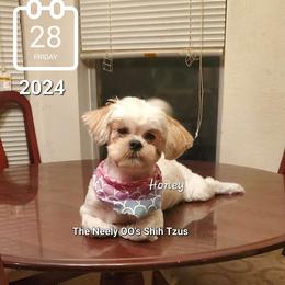 Honey - Red Shih Tzu puppy in North Houston/Spring, Texas from The Neely OO's Shih Tzus