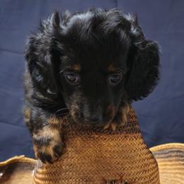 Blade - Black and tan male Dachshund puppy in Austin, Texas from Glorious Minis