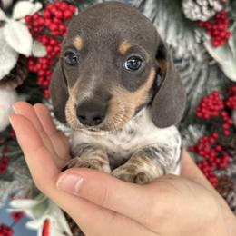 Blue and tan - Gray (blue) and tan female Dachshund puppy in North Branch, Michigan from Monarch Miniature Dachshunds