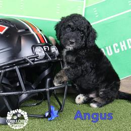 Angus - Phantom male Bernedoodle puppy in Heyworth, Illinois from Cobble Creek Puppies