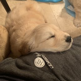 Golden Retriever Puppies from Daniel Ranch Golden Retrievers