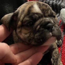 Bulldogs from Streetlight Bulldogs
