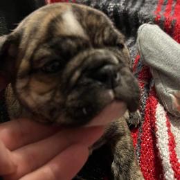 Bulldogs from Streetlight Bulldogs