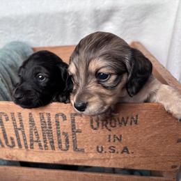 Dachshund Puppies from A Anchor Farm