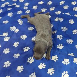 Dolce - Blue female Italian Greyhound puppy in Duncanville, Texas from Oremor's