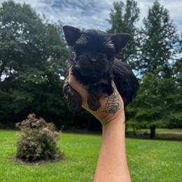 Blue Boy - Black and tan male Yorkshire Terrier puppy in Cornelia, Georgia from Kruz Kennels
