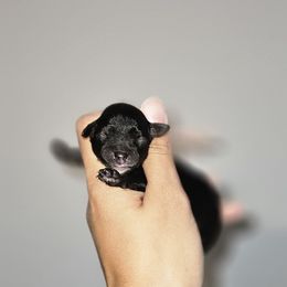 Bianca - Black female Yorkipoo puppy in Coolidge, Arizona from Effervescent-Pooches