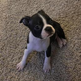 Boston Terrier Puppies from The Terriers Place