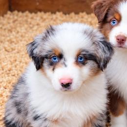 Boy 1 - Blue merle male Miniature Australian Shepherd puppy in Hampton, Tennessee from TC Farms Stock Dogs - Miniature Australian Shepherds
