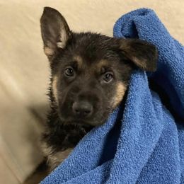 German Shepherd Puppies from Pocono GSD