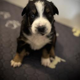 Timon - Black tri-color male Australian Shepherd puppy in Blythewood, South Carolina from One Tribe Aussies