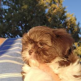 Girl 1 - Liver and white female Shih Tzu puppy in Alturas, California from Duarte's Shihtzu Puppies