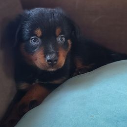Banshee - Black tri female Miniature American Shepherd puppy in Olive Hill, Kentucky from SaturnMoon MAS & BC