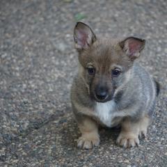 Swedish Vallhund Puppies from Maena Swedish Vallhunds