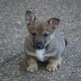 Swedish Vallhund Puppies from Maena Swedish Vallhunds