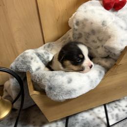 Green female - Black and tan female Pembroke Welsh Corgi puppy in Elberton, Georgia from Lonesome Boone Corgis