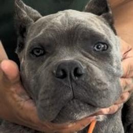Orange Collar Boy - Vera x Lawman - AKC and ICCF - Gray brindle male Cane Corso puppy in Gorman, Texas from McOmber Country Kennels