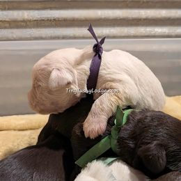 AKC purple ribbon - White female Miniature Schnauzer puppy in Greencastle, Indiana from Tiny Tushy Lodge
