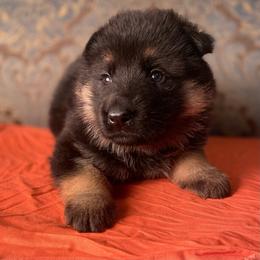Orange collar girl - Black and red female German Shepherd puppy in Coleta, Illinois from Four Leaf Farm- Vom Vierblättriges Bauernhof