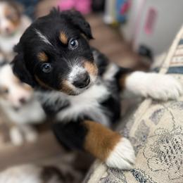 Cosmo (cosmopolitan) - Black tri-color male Australian Shepherd puppy in Fredericksburg, Virginia from Cooper Ridge Aussies