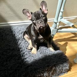 French Bulldog Puppies from Small Batch Frenchies