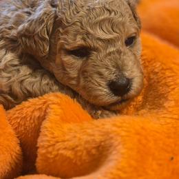 Mya - Apricot female Poodle puppy in Mc Dade, North Carolina from Toy Poodles of NC